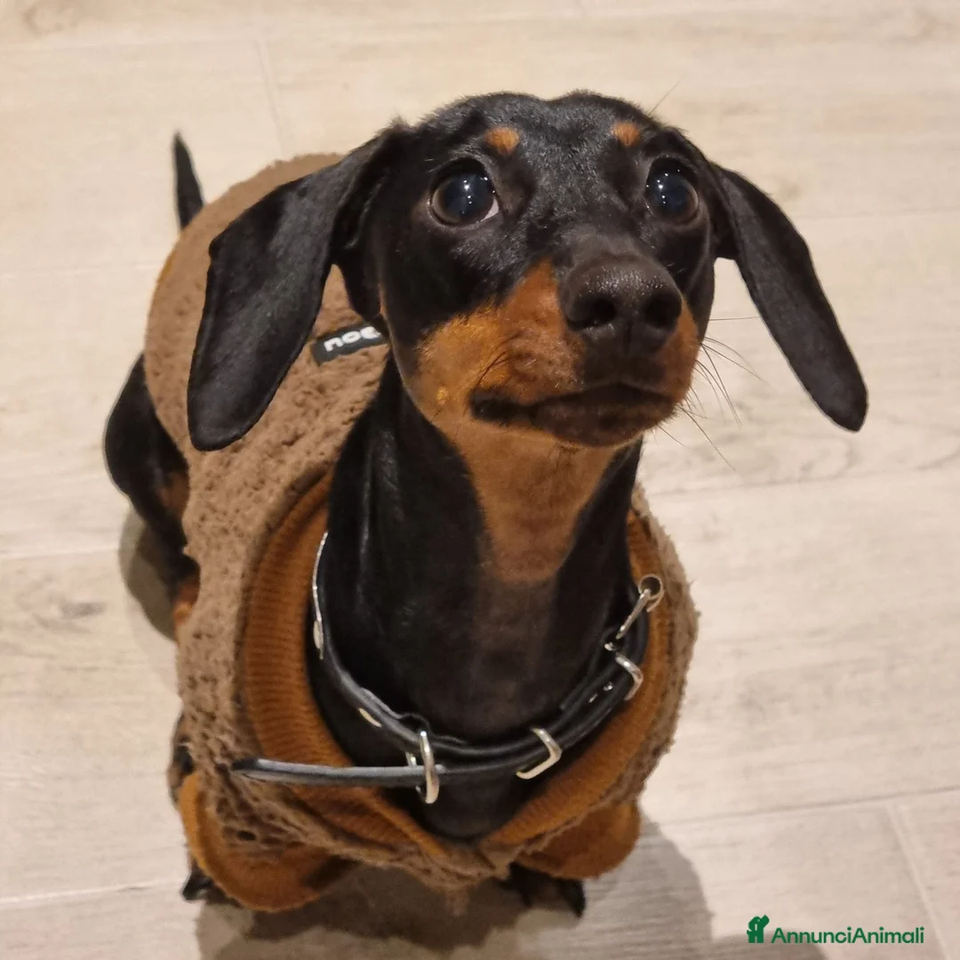 Bassotto cani per accoppiamento: Cerco maschio per monta - Annuncio 2