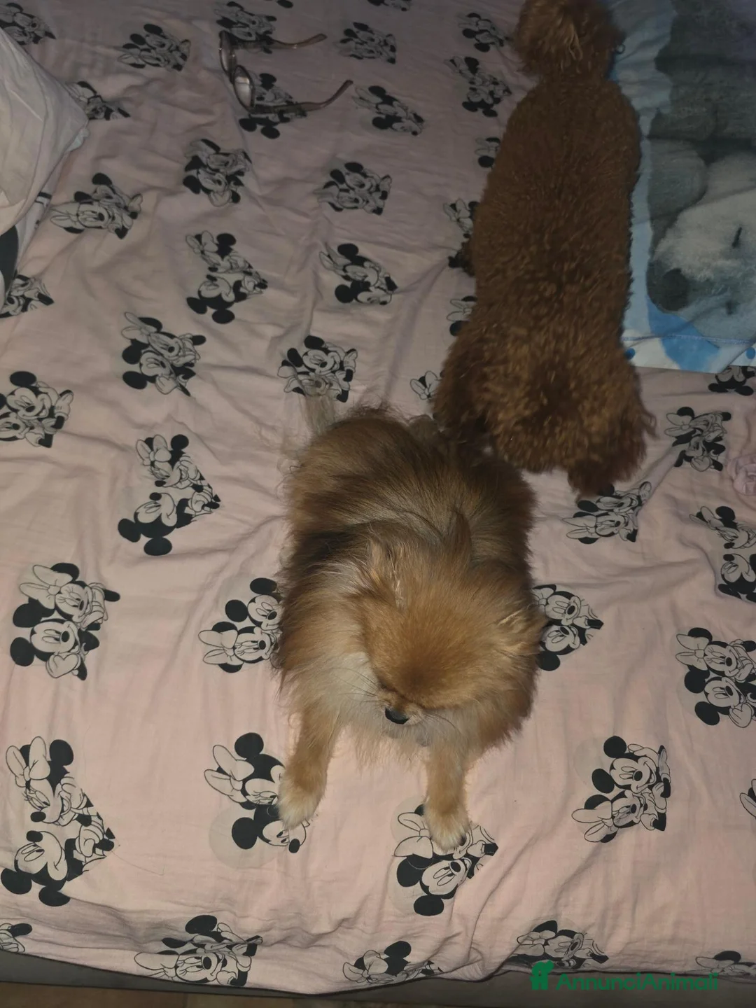 Spitz cani in vendita: Spitz pomerania - Annuncio 3