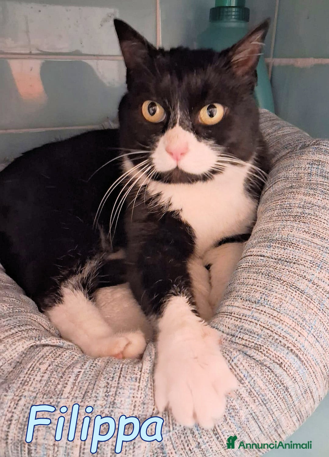 Europeo gatti in regalo: FILIPPA UNA GATTINA BUONISSIMA E TRANQUILLA - Annuncio 4