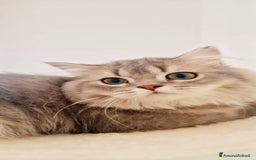 Scottish gatti in vendita: Scottish Fold  a Provincia di Pavia - Immagine 4