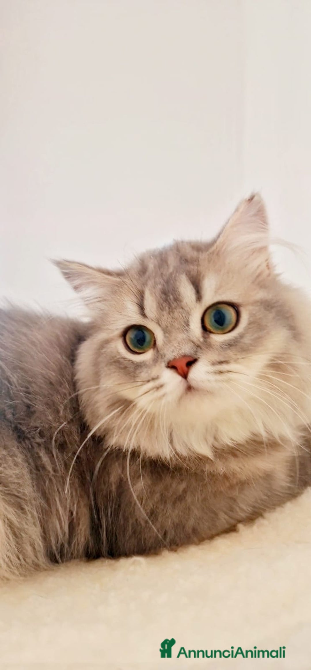 Scottish gatti in vendita: Scottish Fold  a Provincia di Pavia - Immagine 4