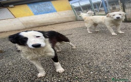 Border Collie cani in regalo: WILLOW, fantastica mix BORDER COLLIE! - Immagine 10