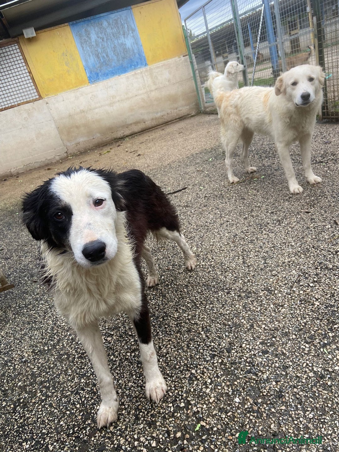 Border Collie cani in regalo: WILLOW, fantastica mix BORDER COLLIE! - Immagine 10