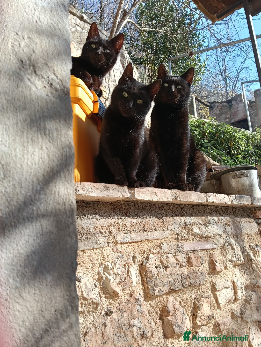 Altre razze gatti in regalo: Adozione  - Annuncio 6