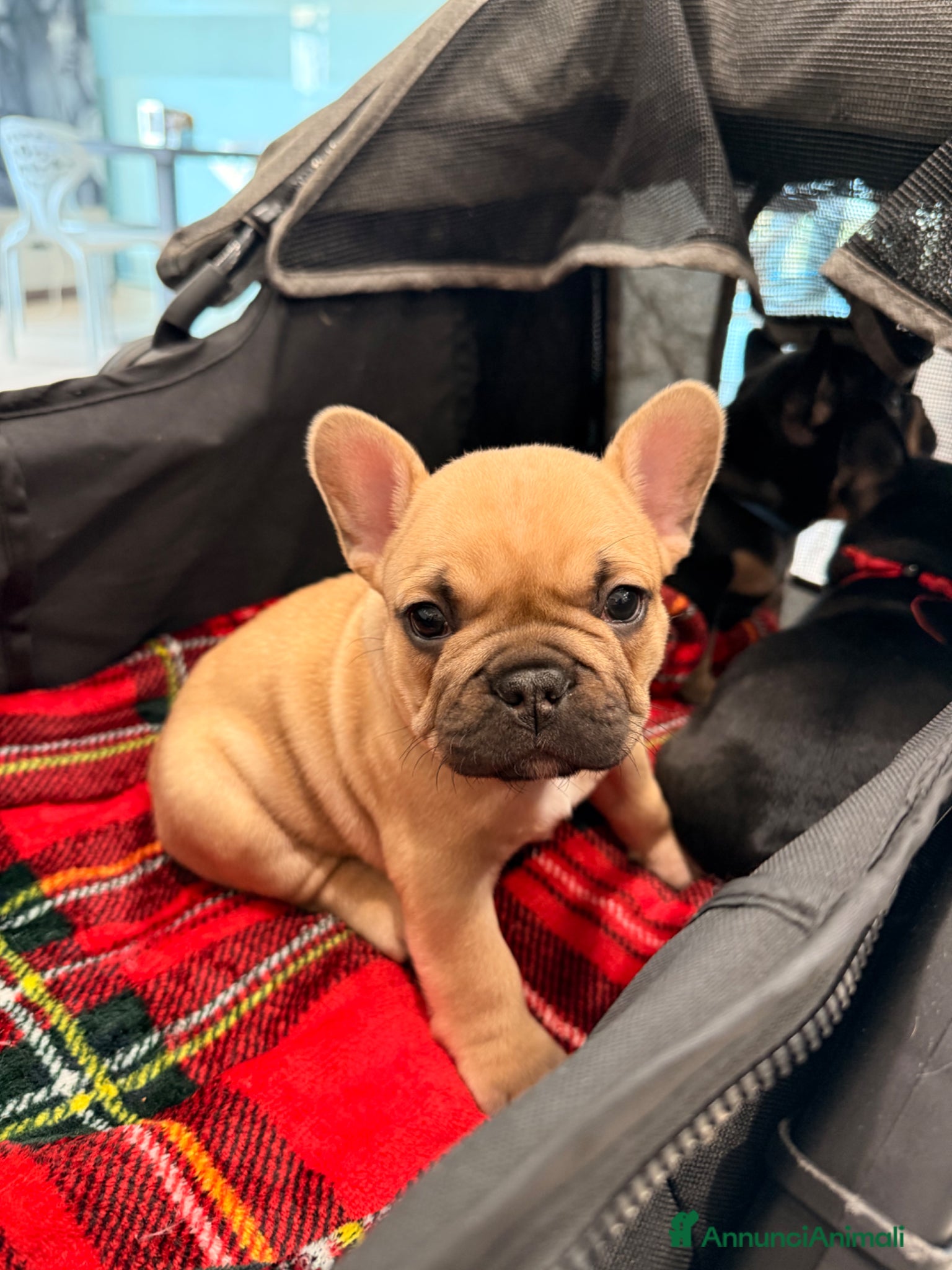 Bulldog Francese cani Ultimo cucciolo di Bulldog Francese - Annuncio 36