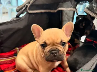 Bulldog Francese cani Ultimo cucciolo di Bulldog Francese - Annuncio 36