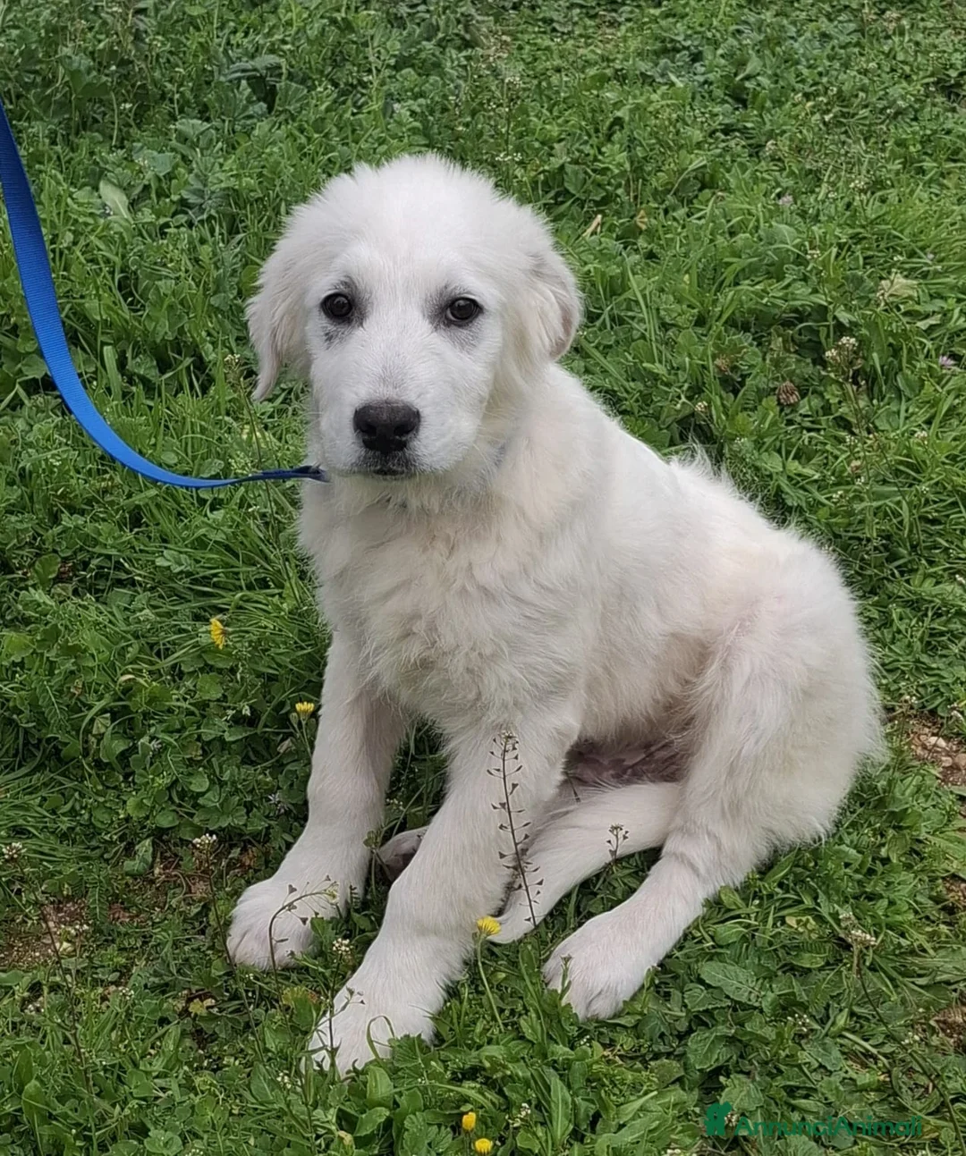 Meticcio cani in regalo: Sisma Cerca Famiglia. Info Monica 3890238584 a Provincia di Modena - Annuncio 2