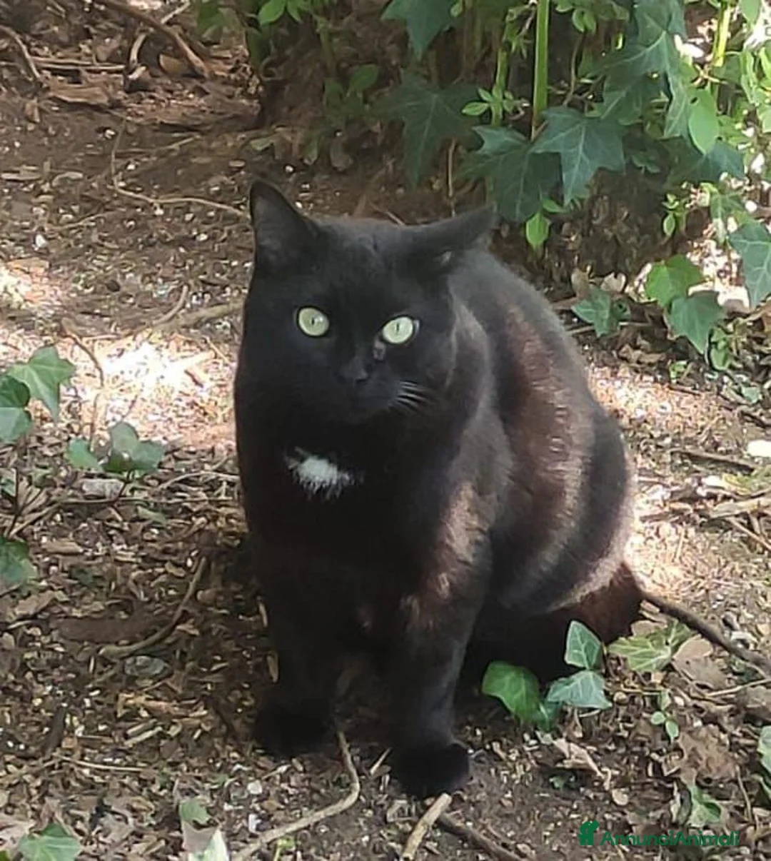 Meticcio gatti in regalo: Giulia micia nera due anni - Annuncio 2