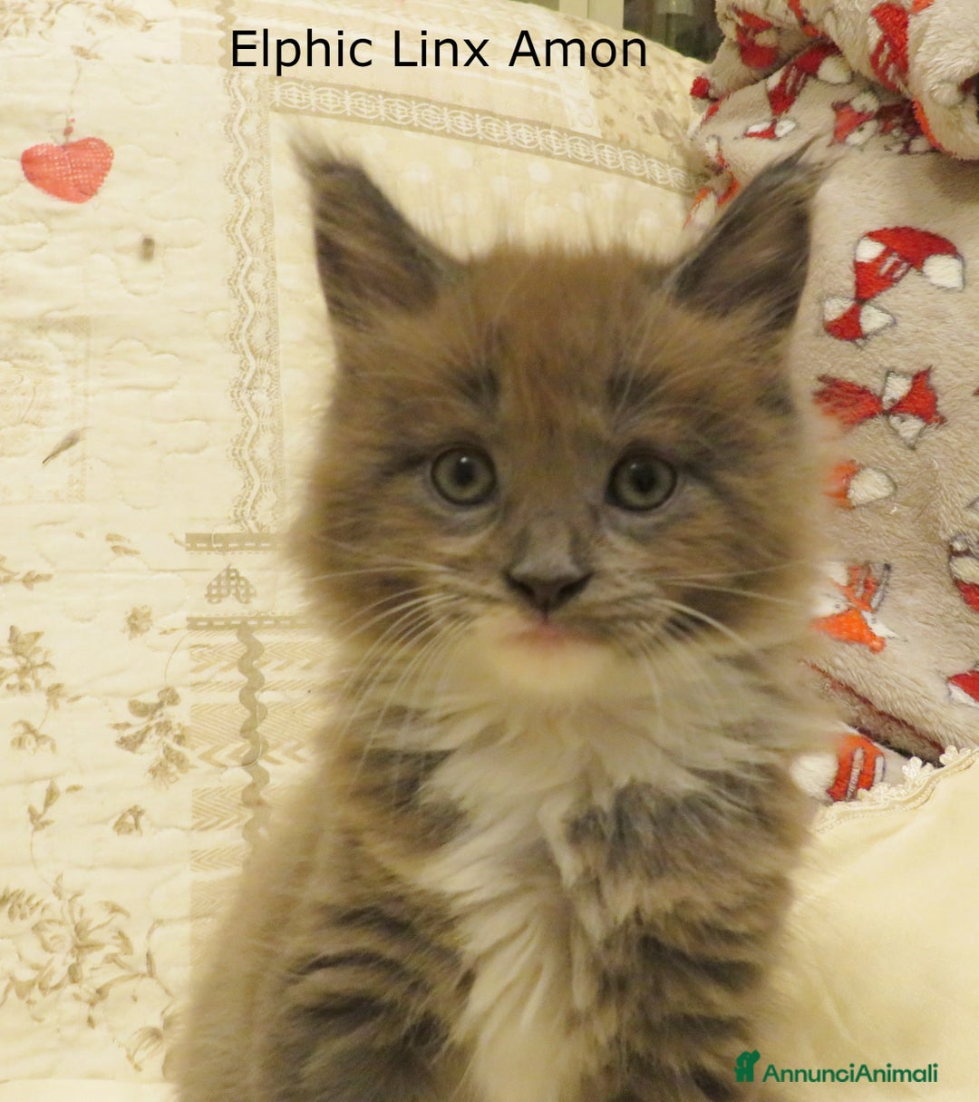 Maine Coon gatti in vendita: Fantastici cuccioli di Maine Coon disponibili - Annuncio 6