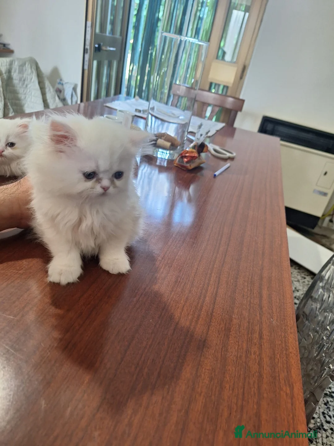 Persiano gatti in vendita: Femmina persianina bianca - Annuncio 2