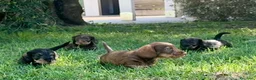 Bassotto Nano cani in vendita: Bassotti Nani Pelo Duro - Figli di Campioni - Annuncio 1