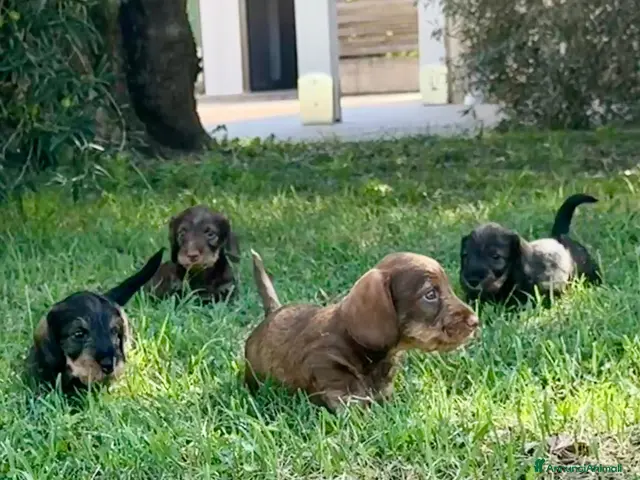 Bassotto Nano cani Bassotti Nani Pelo Duro - Figli di Campioni - Annuncio 1