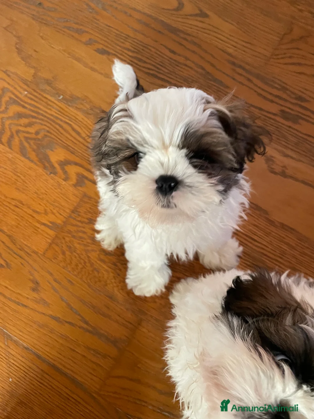 Shih Tzu cani in vendita: Cuccioli di shihtzu  - Annuncio 4