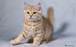 Siberiano gatti in vendita: Cucciolo gatto siberiano subito disponibile a Città Metropolitana di Torino - Immagine 1