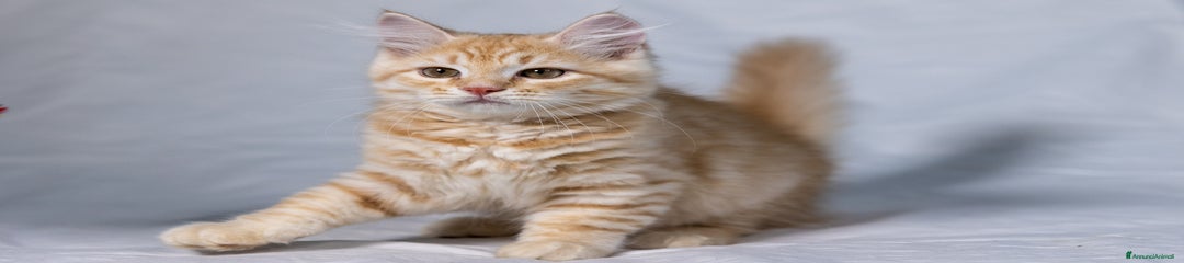 Nikolaj Icy Purr