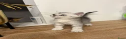Scottish gatti in vendita: Gattini Scottish  - Annuncio 3