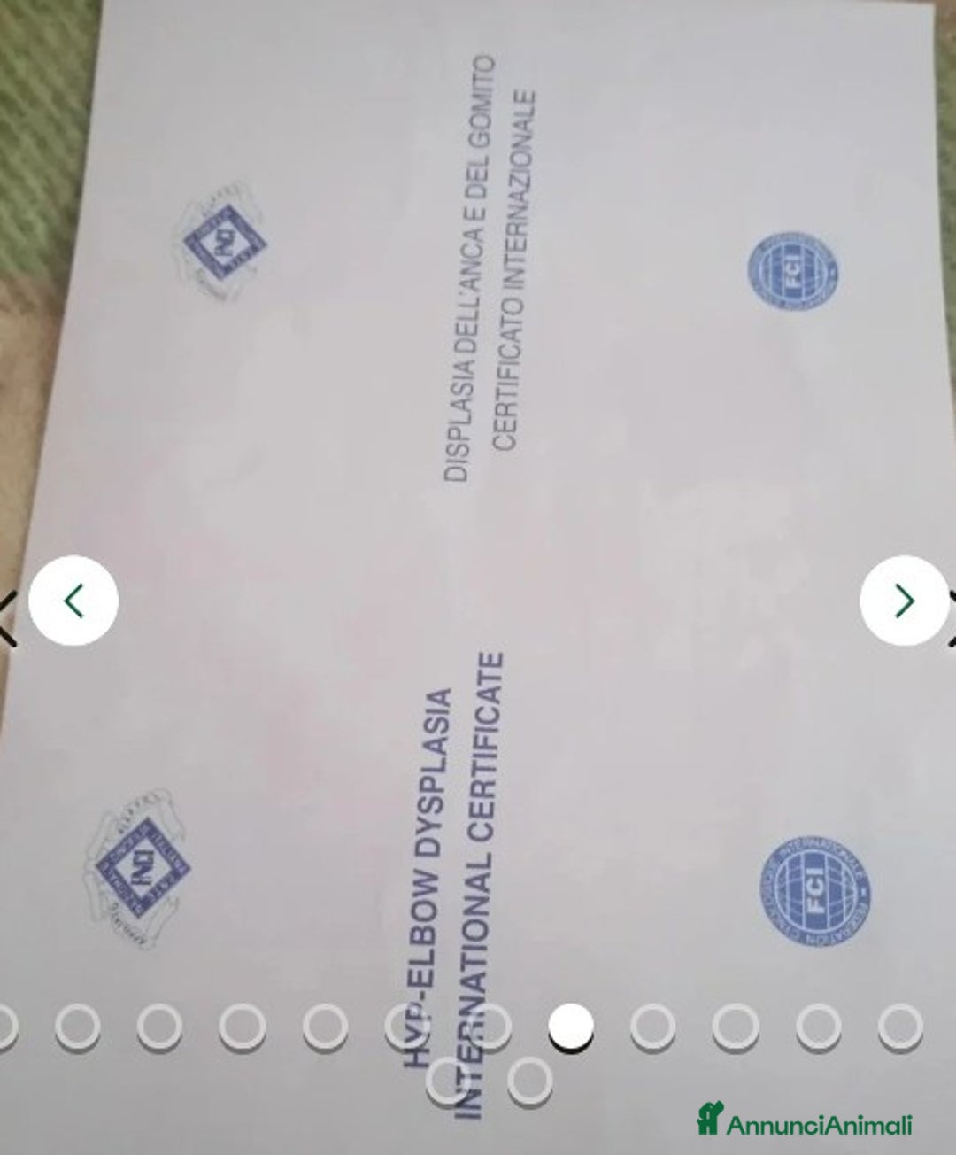 Pastore Tedesco cani in regalo:  proprietario regala splendidi cuccioli  - Annuncio 8