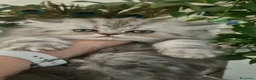 Persiano gatti in vendita: Gattino maschio - Annuncio 12