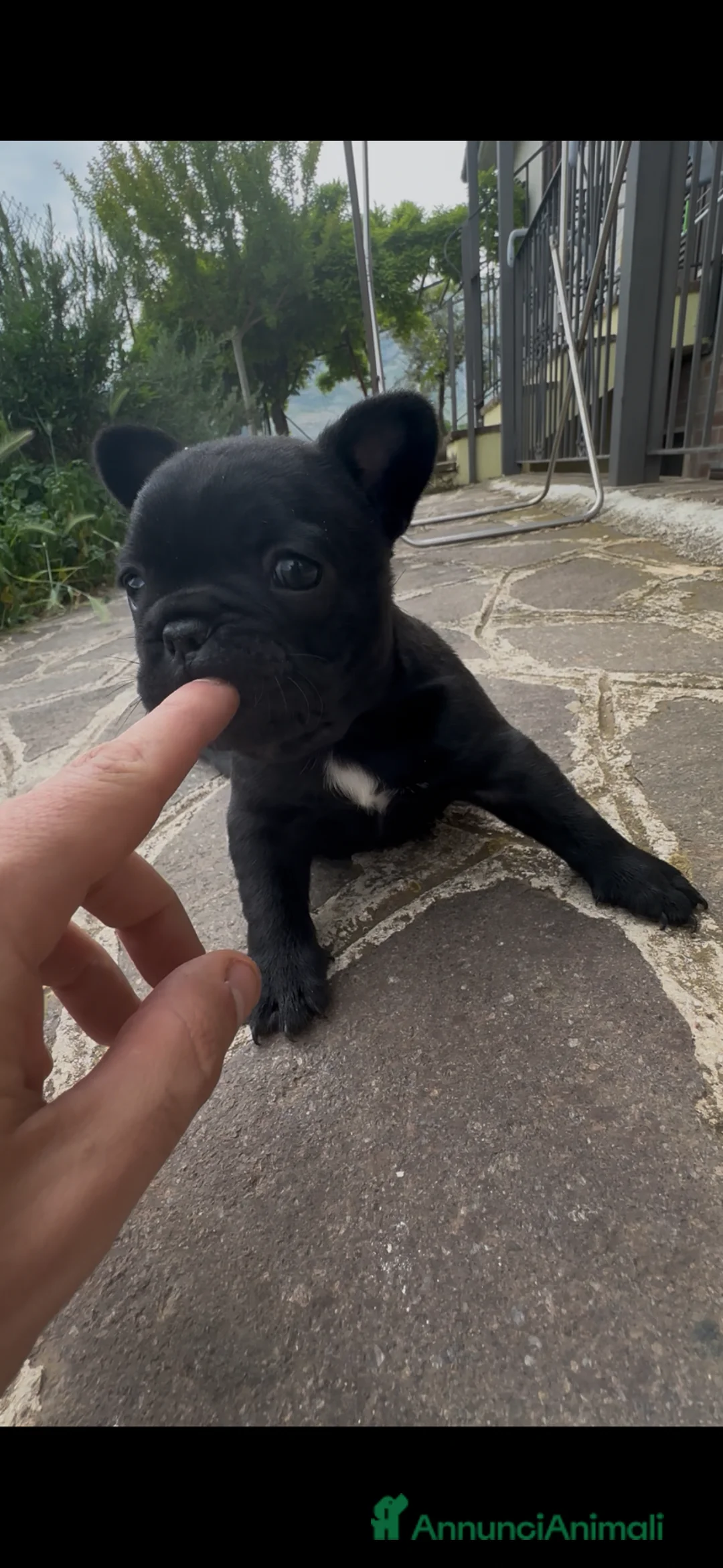 Bulldog Francese cani in vendita: bulldog francese  - Annuncio 2