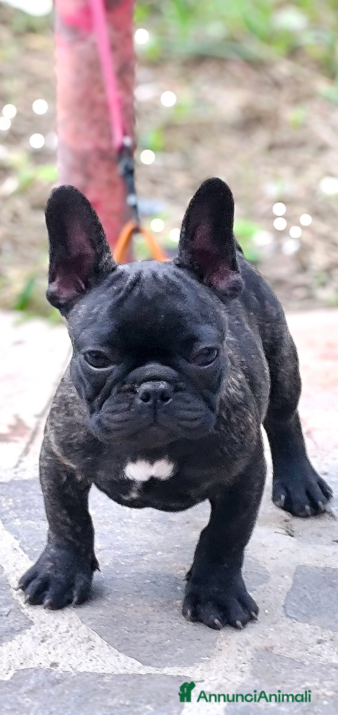 Bulldog Francese cani in vendita: Bulldog francese cuccioli enci a Provincia di Salerno - Annuncio 37