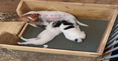 Jack Russell cani a Provincia di Alessandria - Annuncio 16