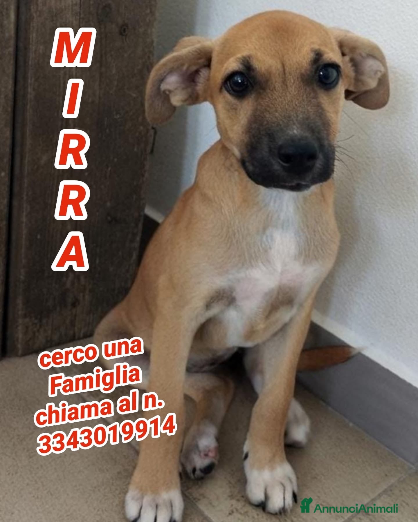 Meticcio cani MIRRA 🩷 DUE OCCHI CHE CHIEDONO UNA CASA - Annuncio 14
