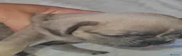 Bulldog Francese cani in vendita: Bulldog francese  a Città Metropolitana di Bologna - Annuncio 5