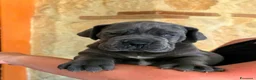Alano cani in vendita: Alani cuccioli Neri e Blu - Annuncio 3