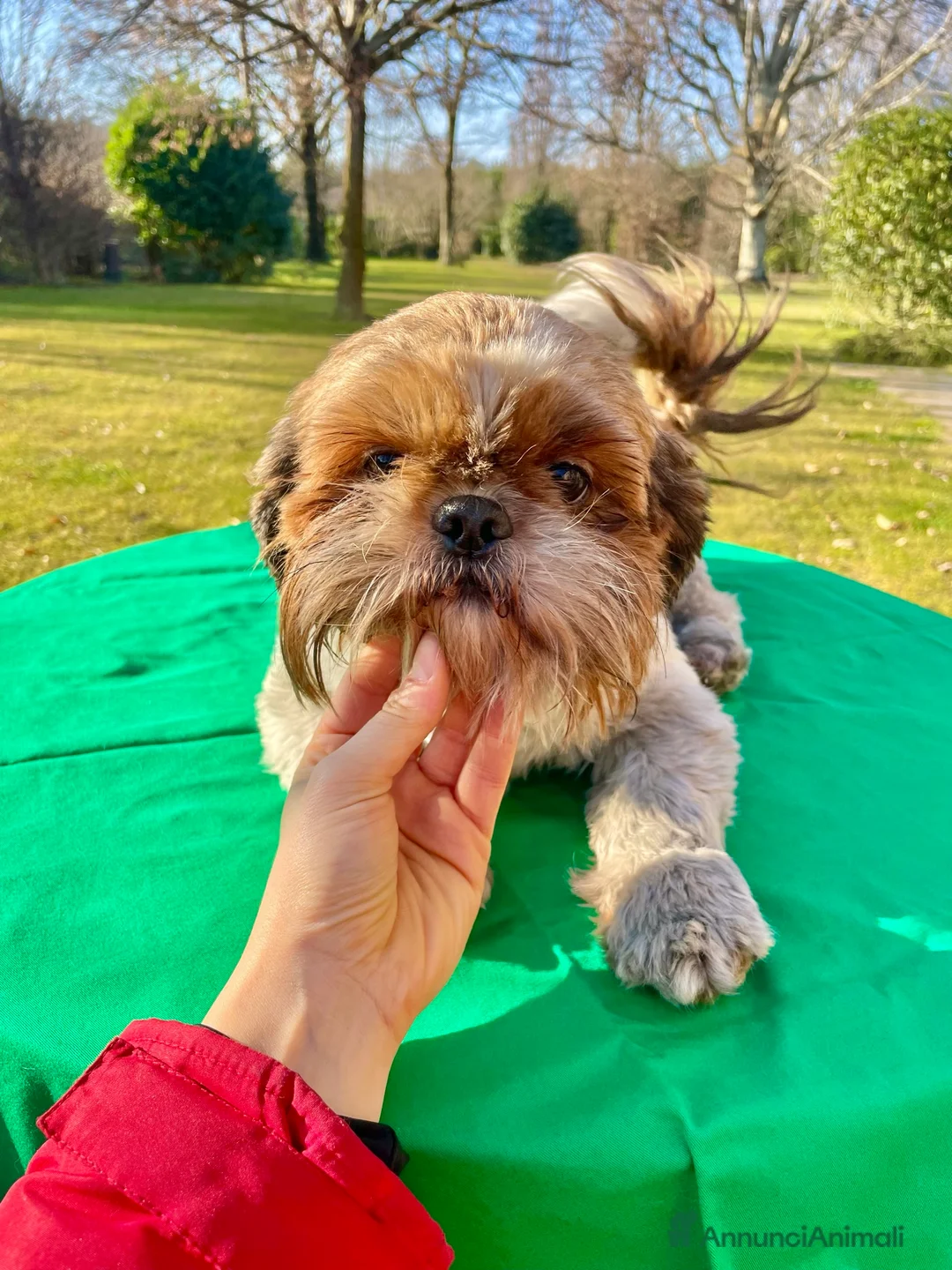 Shih Tzu cani in regalo: ShihTzu cucciolone - adozione con rimborso spese  a Provincia di Verona - Annuncio 3