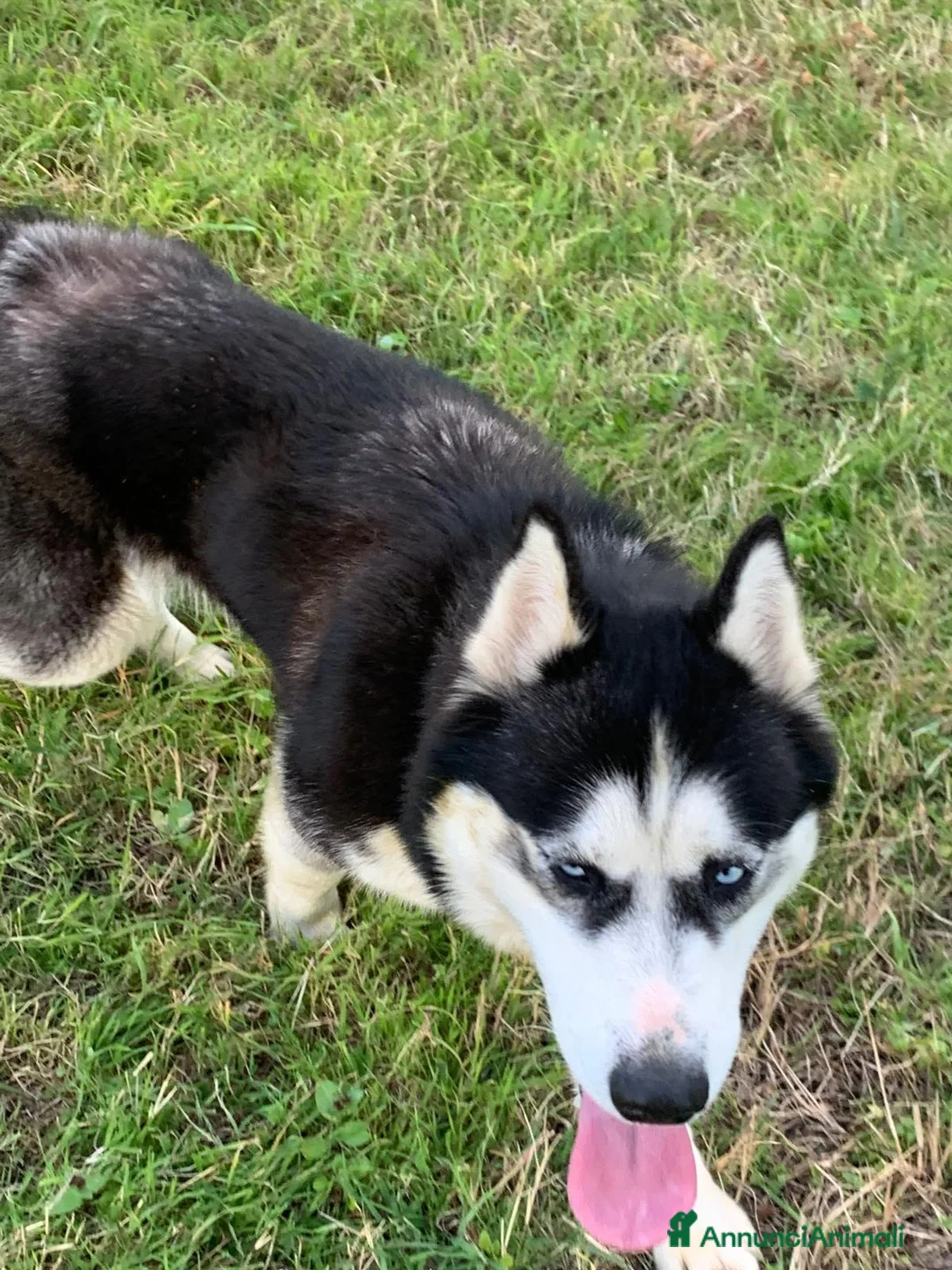 Husky cani in vendita: Husky - Annuncio 2