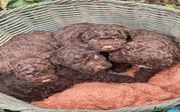 Lagotto cani in vendita: Cuccioli di lagotto disponibili  a Provincia di Asti - Immagine 4