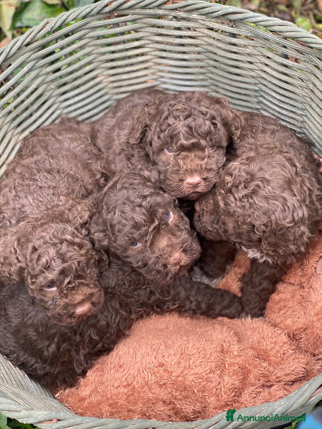 Lagotto cani in vendita: Cuccioli di lagotto disponibili  a Provincia di Asti - Immagine 4