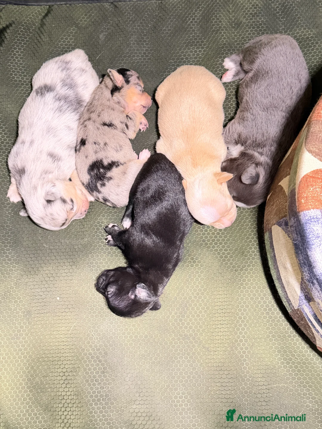 Chihuahua cani in vendita: Cuccioli chiwawa stupendi  - Annuncio 5