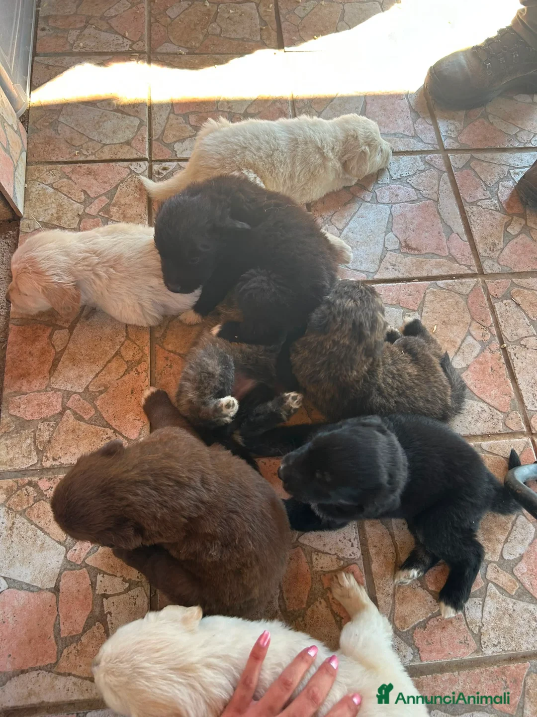 Border Collie cani in vendita: Cuccioli  a Città metropolitana di Palermo - Annuncio 9