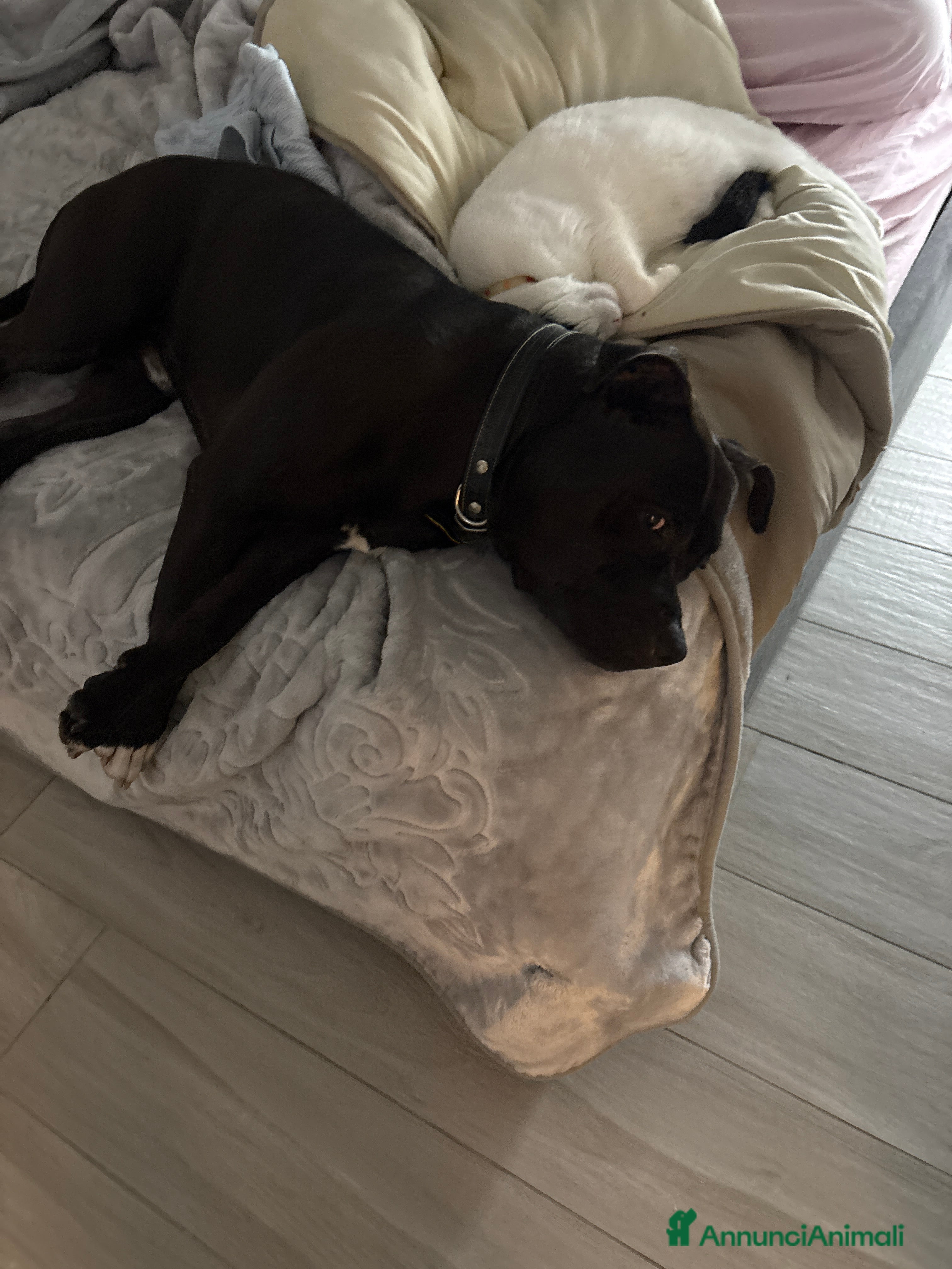 American Bully cani Carlito  - Annuncio 1