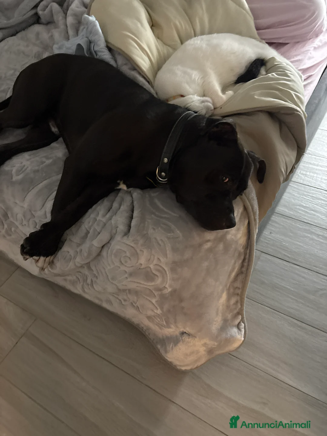 American Bully cani in regalo: Carlito  - Annuncio 1