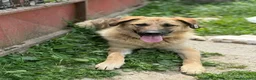 Pastore Tedesco cani in regalo: ANNIE intelligenza da Pastore, cuore da coccolona! - Annuncio 7