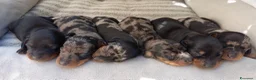 Bassotto cani in vendita: Bassotti nani pelo corto - Annuncio 1