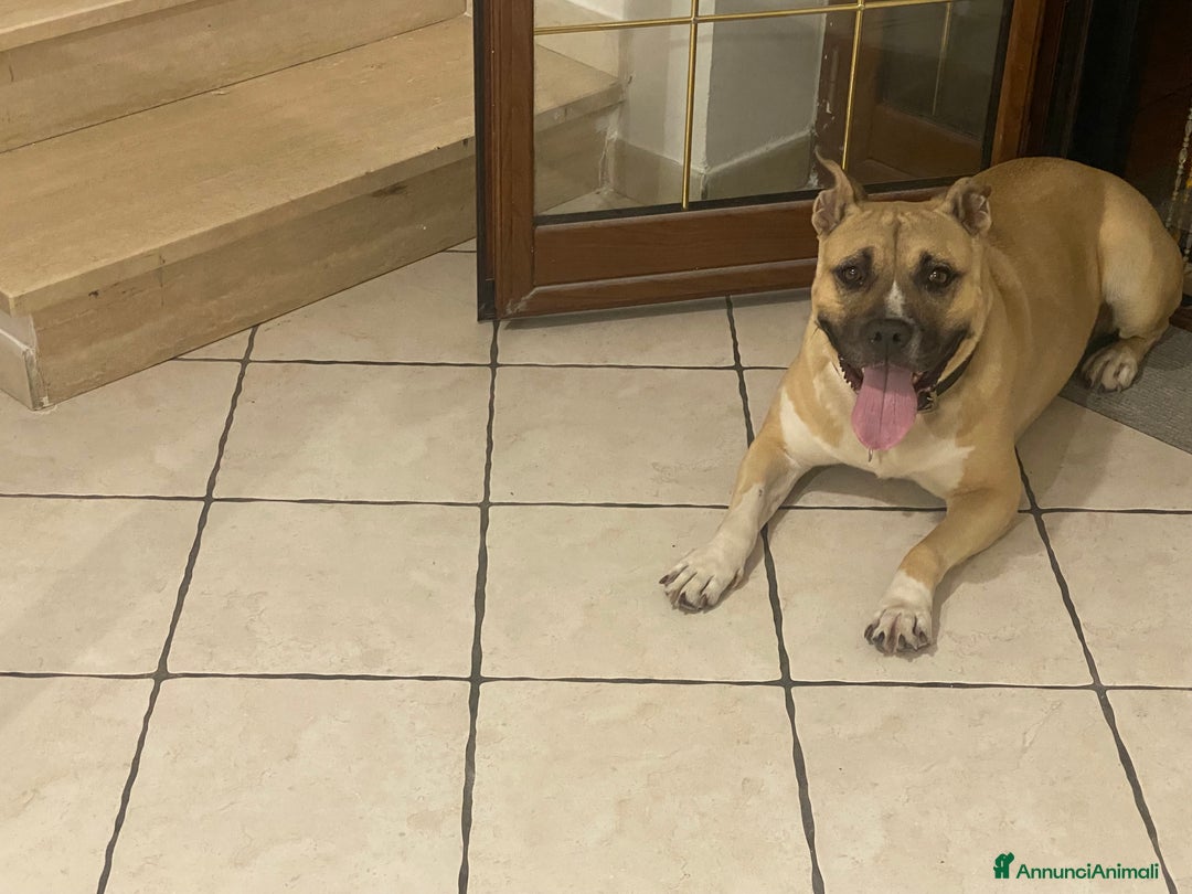 American Staffordshire cani in regalo: Amstaff femmina sterilizzata - Annuncio 4