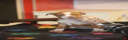 Pitbull cani in vendita: Cuccioli di Pit Bull con pedigree anche a rate - Annuncio 10