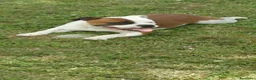 Staffordshire cani in vendita: Staffordshire bull terrier  a Provincia di Frosinone - Annuncio 9