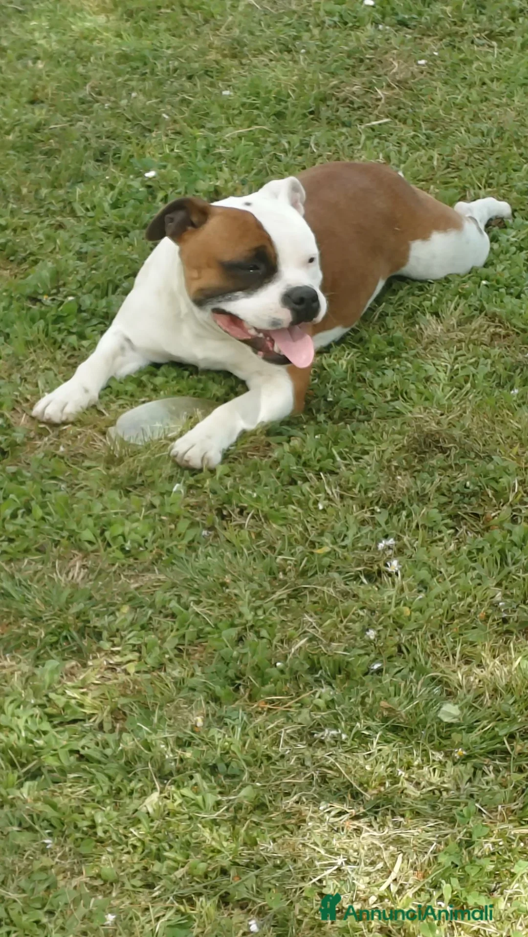 Staffordshire cani in vendita: Staffordshire bull terrier  a Provincia di Frosinone - Annuncio 9