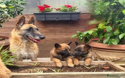 Pastore Belga cani in vendita: Cuccioli Pastore Belga Laekenois  a Città Metropolitana di Firenze - Immagine 5