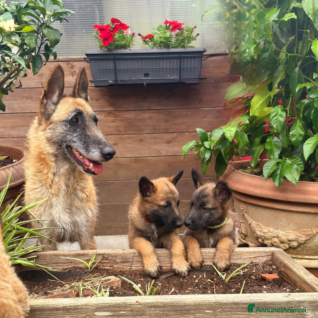 Pastore Belga cani in vendita: Cuccioli Pastore Belga Laekenois  a Città Metropolitana di Firenze - Immagine 5