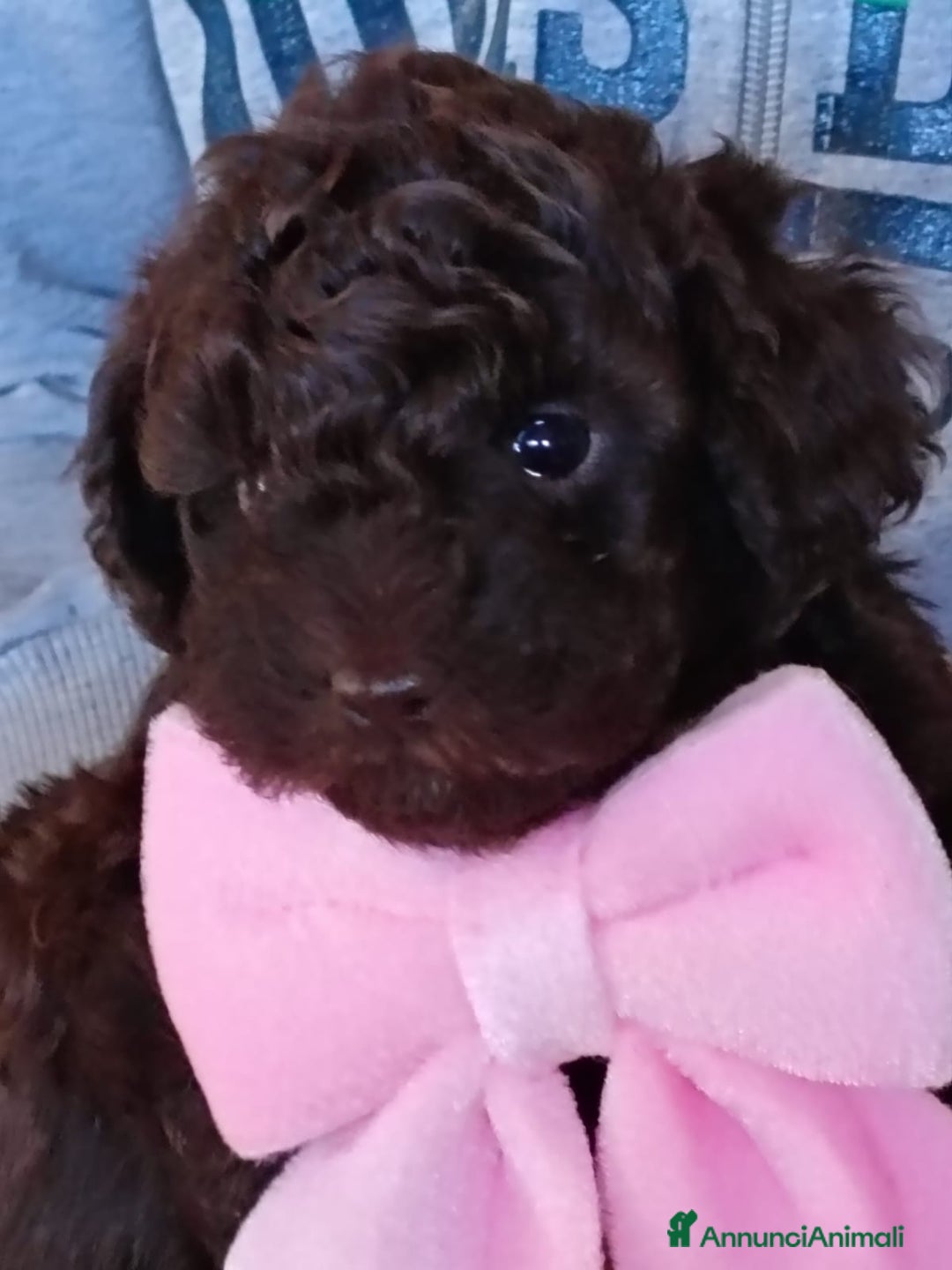 Barboncino Toy cani in vendita: Barboncina toy - Annuncio 1