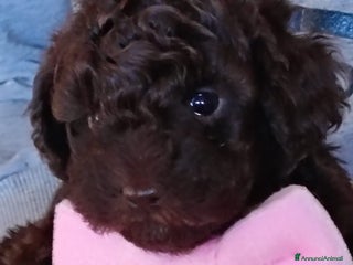 Barboncino Toy cani Barboncina toy - Annuncio 1