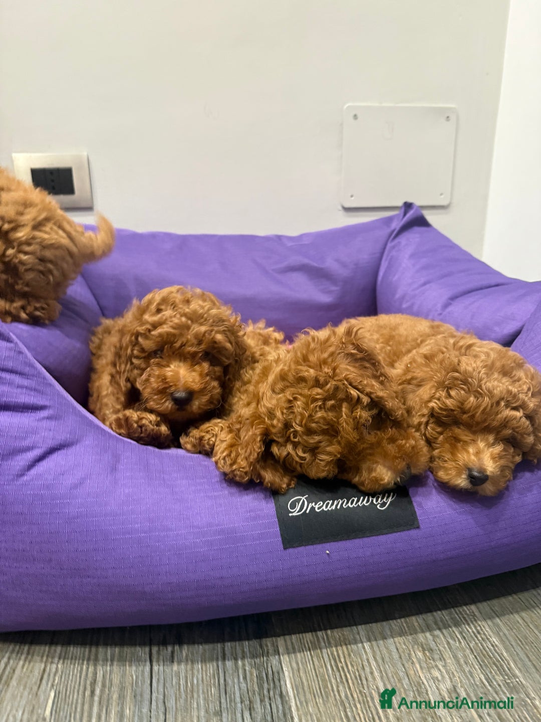 Barboncino cani in vendita: Barboncini nanetti 🐩🐩🐩 - Immagine 13