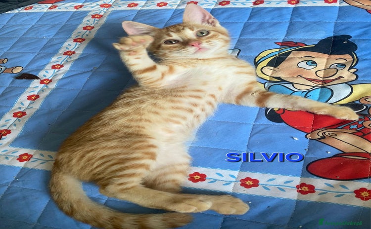 Meticcio gatti a Provincia di Teramo - Annuncio 2