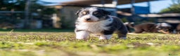 Australian Shepherd cani in vendita: Australian Shepherd  - Annuncio 36
