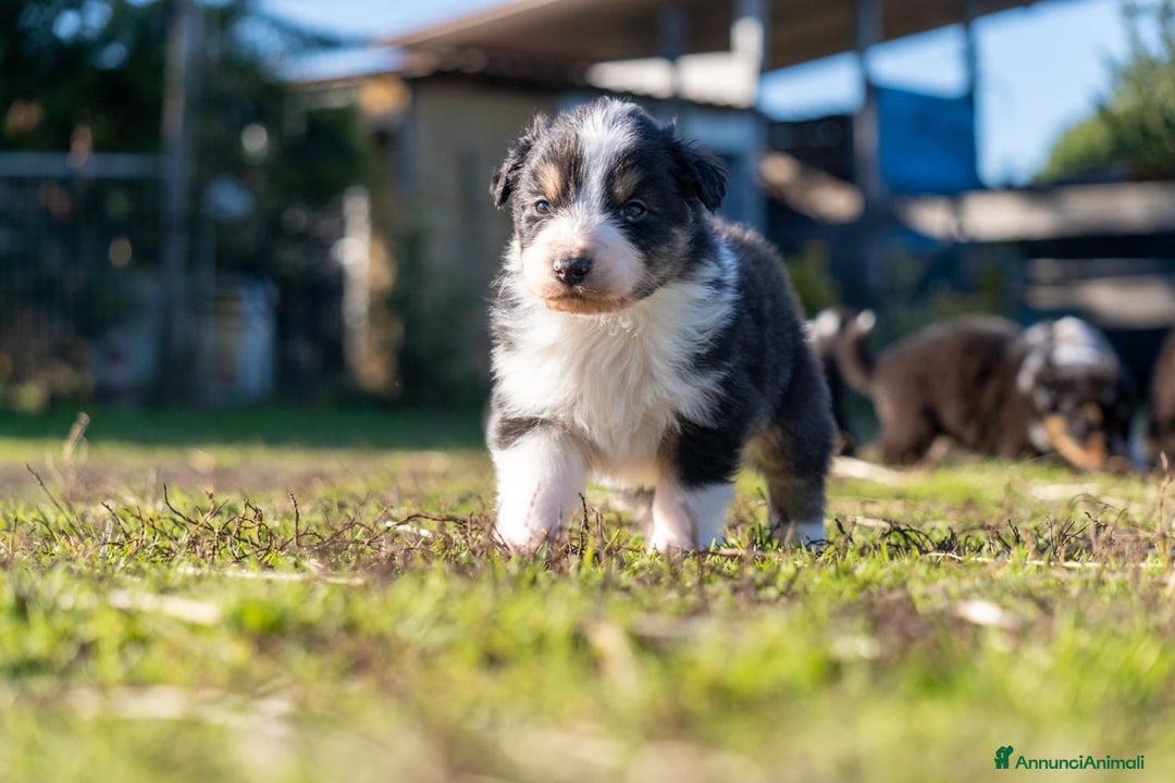 Australian Shepherd cani in vendita: Australian Shepherd  - Annuncio 36